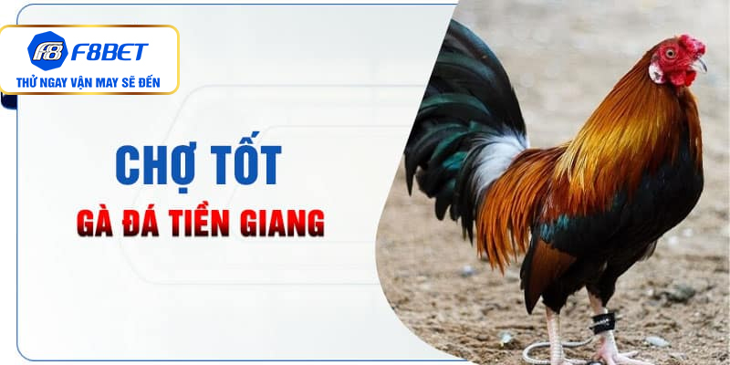 Chợ Tốt gà đá Tiền Giang